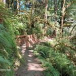 Butte Creek Falls Trail: Hiking to Upper & Lower Falls Oregon – Butte Creek Falls Wooden Bridge Butte Creek Falls Trail: Hiking to Upper & Lower Falls Oregon – The picture "Butte Creek Falls Wooden Bridge" displays a rustic wooden footbridge along the forest trail, surrounded by lush ferns and moss-draped trees with dappled sunlight creating a peaceful atmosphere.