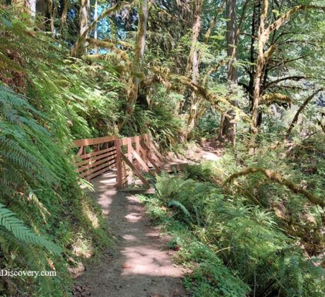 Butte Creek Falls Trail: Hiking to Upper & Lower Falls Oregon – Butte Creek Falls Wooden Bridge Butte Creek Falls Trail: Hiking to Upper & Lower Falls Oregon – The picture "Butte Creek Falls Wooden Bridge" displays a rustic wooden footbridge along the forest trail, surrounded by lush ferns and moss-draped trees with dappled sunlight creating a peaceful atmosphere.