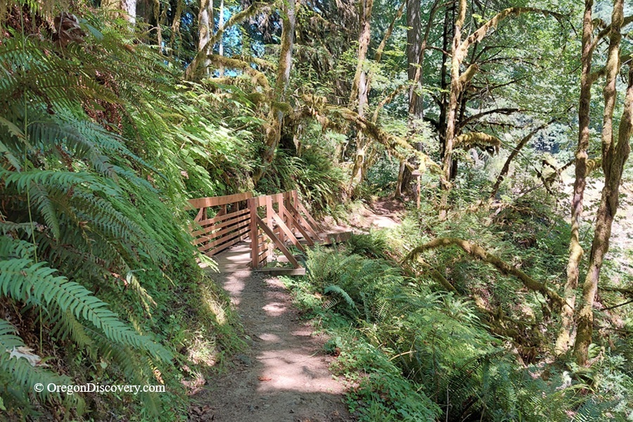 Butte Creek Falls Trail: Hiking to Upper & Lower Falls Oregon – Butte Creek Falls Wooden Bridge Butte Creek Falls Trail: Hiking to Upper & Lower Falls Oregon – The picture "Butte Creek Falls Wooden Bridge" displays a rustic wooden footbridge along the forest trail, surrounded by lush ferns and moss-draped trees with dappled sunlight creating a peaceful atmosphere.