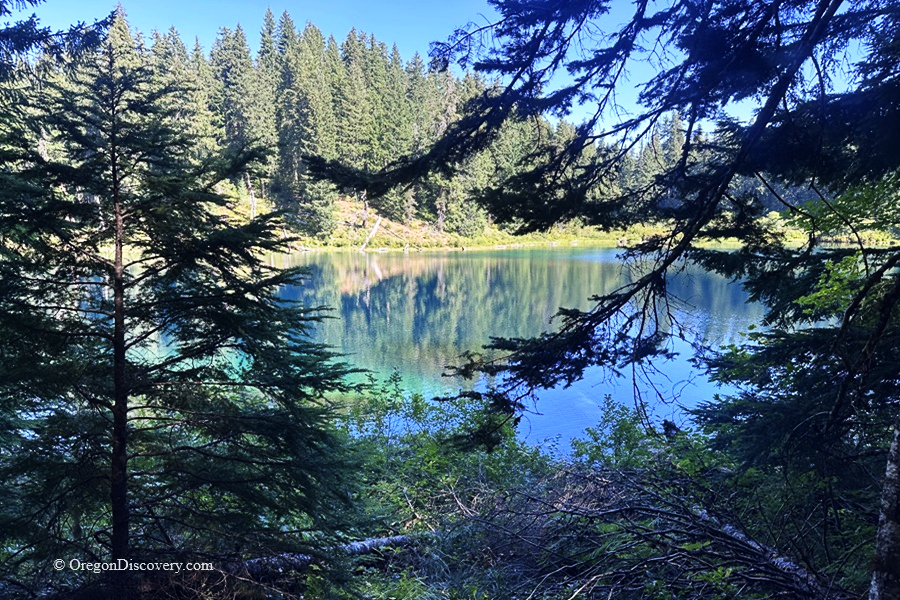 Clear Lake in Oregon – Clear Lake Through the Forest Clear Lake in Oregon – The picture "Clear Lake Through the Forest" is taken from behind evergreen branches, looking out to the calm, reflective lake with dense, sunlit pine trees on the opposite bank.