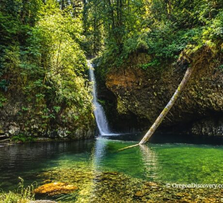 Lower Butte Creek Falls Oregon – Lower Butte Creek Falls Pool Lower Butte Creek Falls Oregon: The picture "Lower Butte Creek Falls Pool" shows a scenic waterfall dropping into a round, emerald-green pool surrounded by lush cliffs, with a large fallen tree leaning across the water and dense forest in the background.