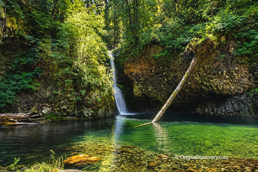 Lower Butte Creek Falls Oregon – Lower Butte Creek Falls Pool Lower Butte Creek Falls Oregon: The picture "Lower Butte Creek Falls Pool" shows a scenic waterfall dropping into a round, emerald-green pool surrounded by lush cliffs, with a large fallen tree leaning across the water and dense forest in the background.