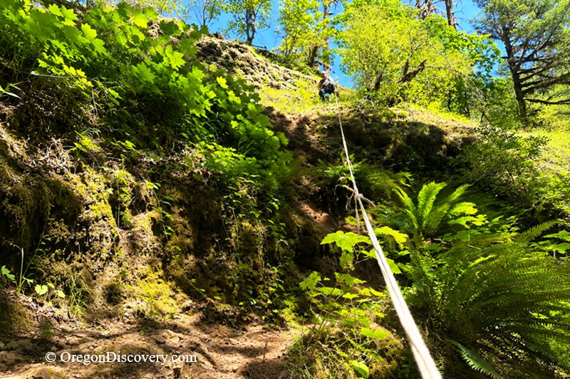 Lower Butte Creek Falls Oregon – Lower Butte Creek Falls Rope Descent Lower Butte Creek Falls Oregon: The picture "Lower Butte Creek Falls Rope Descent" captures a steep, mossy slope surrounded by ferns and leafy plants, with a hiker using a rope to descend the challenging, dirt trail under the sunny forest canopy.