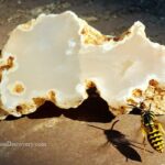 Rooster Rock Rockhounding in Oregon – Rooster Rock Wasps and Agate Slice Rooster Rock Rockhounding in Oregon – The picture "Rooster Rock Wasps and Agate Slice" features a pale, polished agate slice with cream and tan colors, while a yellow wasp crawls on the stone, casting a sharp shadow.