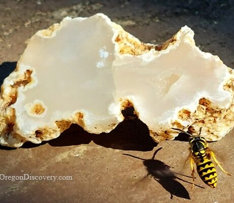 Rooster Rock Rockhounding in Oregon – Rooster Rock Wasps and Agate Slice Rooster Rock Rockhounding in Oregon – The picture "Rooster Rock Wasps and Agate Slice" features a pale, polished agate slice with cream and tan colors, while a yellow wasp crawls on the stone, casting a sharp shadow.