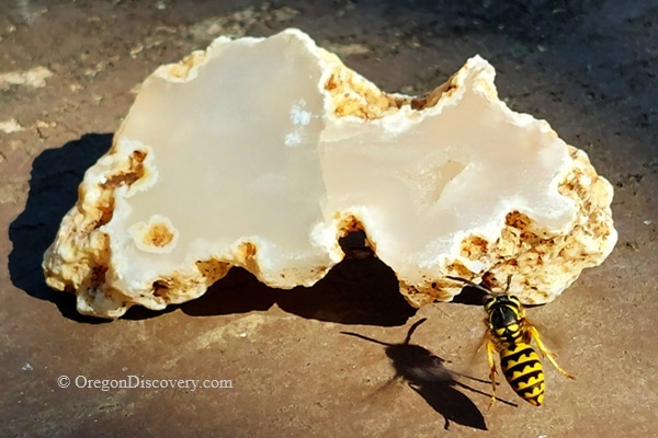 Rooster Rock Rockhounding in Oregon – Rooster Rock Wasps and Agate SliceRooster Rock Rockhounding in Oregon – The picture "Rooster Rock Wasps and Agate Slice" features a pale, polished agate slice with cream and tan colors, while a yellow wasp crawls on the stone, casting a sharp shadow.