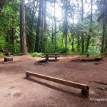 Salmon Creek Falls Campground Oregon: The picture "Salmon Creek Falls Campground Oregon" shows a rustic forest campsite with a dirt clearing surrounded by tall pine and fir trees, featuring a picnic table, stone fire ring, wooden benches, and lush green foliage in the background.