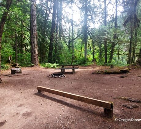Salmon Creek Falls Campground Oregon: The picture "Salmon Creek Falls Campground Oregon" shows a rustic forest campsite with a dirt clearing surrounded by tall pine and fir trees, featuring a picnic table, stone fire ring, wooden benches, and lush green foliage in the background.