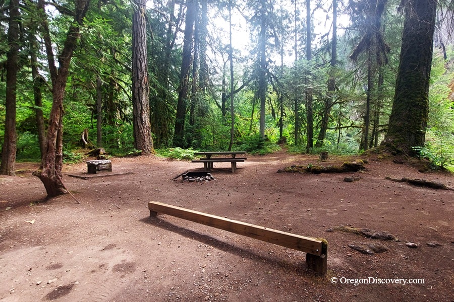 Salmon Creek Falls Campground Oregon: The picture "Salmon Creek Falls Campground Oregon" shows a rustic forest campsite with a dirt clearing surrounded by tall pine and fir trees, featuring a picnic table, stone fire ring, wooden benches, and lush green foliage in the background.