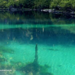 Clear Lake in Oregon – Clear Lake Underwater Stumps Clear Lake in Oregon – The picture "Clear Lake Underwater Stumps" captures the crystal-clear turquoise water of the lake, revealing submerged ancient tree stumps and green aquatic plants near a forested shoreline.