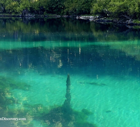 Clear Lake in Oregon – Clear Lake Underwater Stumps Clear Lake in Oregon – The picture "Clear Lake Underwater Stumps" captures the crystal-clear turquoise water of the lake, revealing submerged ancient tree stumps and green aquatic plants near a forested shoreline.