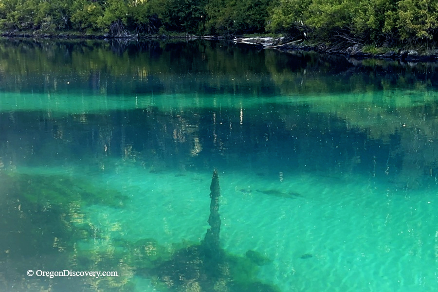 Clear Lake in Oregon – Clear Lake Underwater StumpsClear Lake in Oregon – The picture "Clear Lake Underwater Stumps" captures the crystal-clear turquoise water of the lake, revealing submerged ancient tree stumps and green aquatic plants near a forested shoreline.