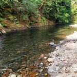 Blue Pool Campground and Day-Use at Salt Creek in Oregon – Blue Pool Stony Shoreline Blue Pool Campground and Day-Use at Salt Creek in Oregon – The picture "Blue Pool Stony Shoreline" displays a view of Salt Creek alongside a rocky, sunlit bank, with lush green trees overhanging the clear water and a person walking in the distance.