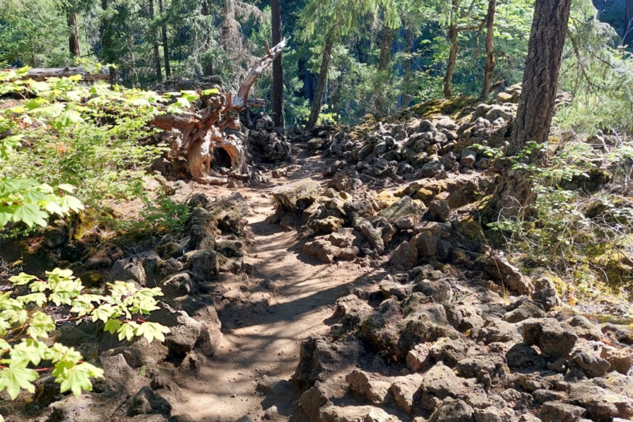 Tamolich Blue Pool (Oregon's Blue Pool) in Oregon – Blue Pool Trail Through Lava Field Tamolich Blue Pool (Oregon's Blue Pool) in Oregon – The picture "Blue Pool Trail Through Lava Field" shows a rugged, sunlit trail winding through volcanic rocks and mossy forest, with uneven ground and scattered trees along the path. McKenzie River Trail to Tamolich Pool.
