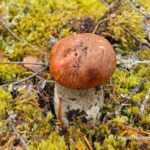 Aspen Bolete - Oregon