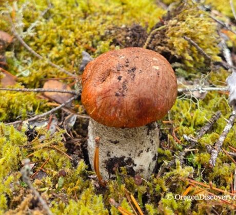 Aspen Bolete - Oregon