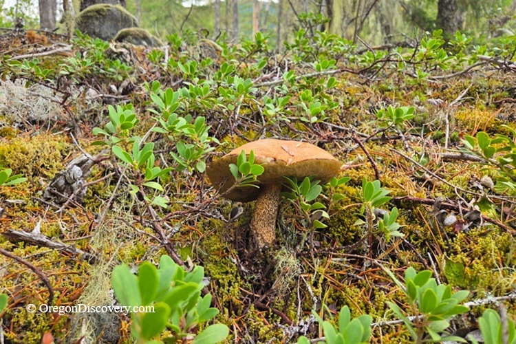 Aspen Bolete - Oregon