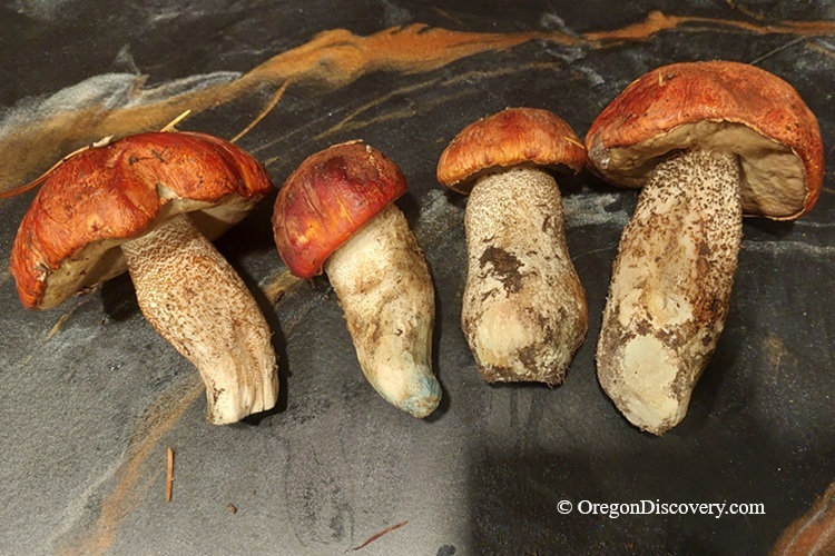 Aspen Boletes - Oregon