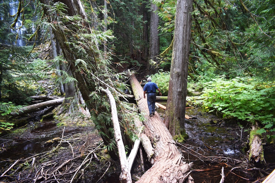 Lower Proxy Falls Trail at McKenzie Pass, Oregon